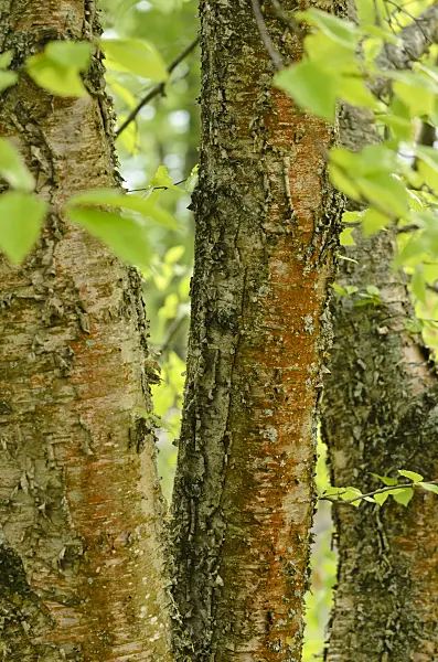 544019 - Sweet birch (Betula lenta)