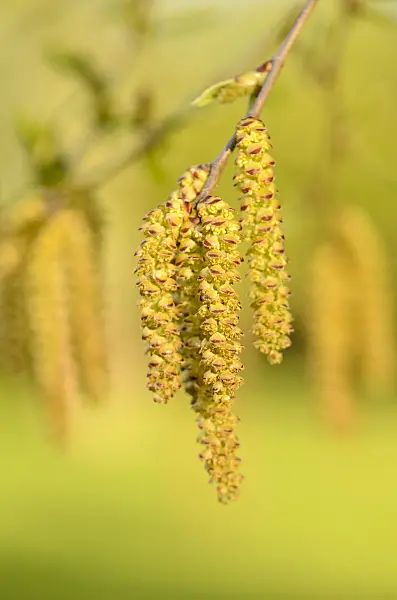 555064 - Sweet birch (Betula lenta)