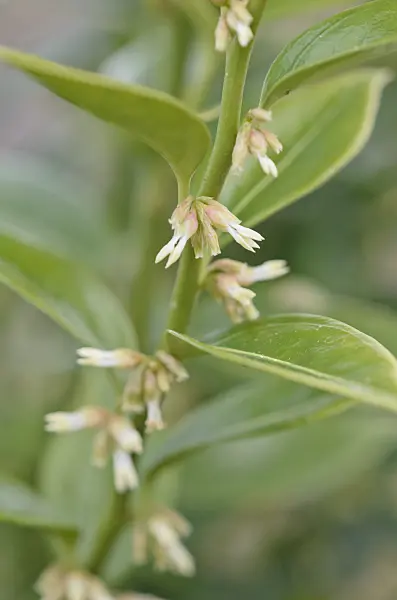 541008 - Sweet box (Sarcococca confusa)