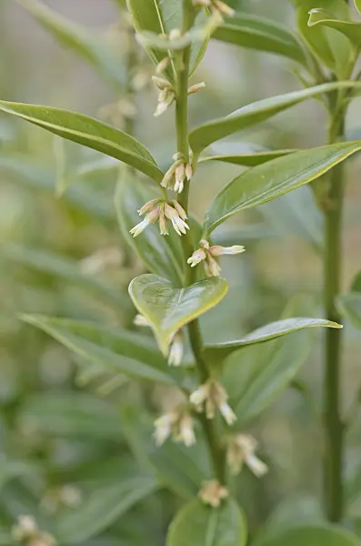 541009 - Sweet box (Sarcococca confusa)