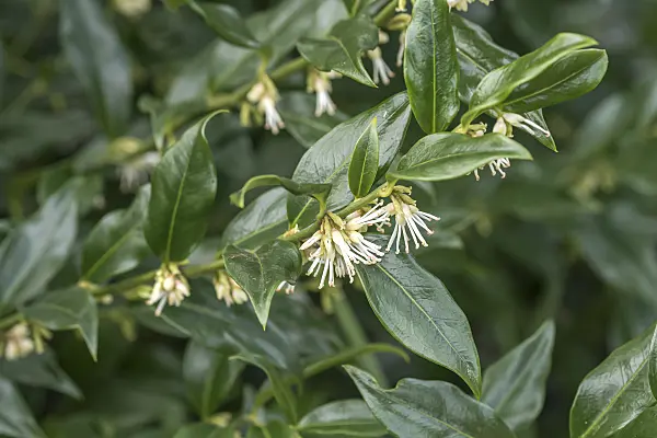 625373 - Sweet box (Sarcococca confusa)