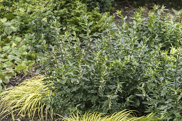 651514 - Sweet box (Sarcococca confusa)