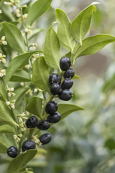 651515 - Sweet box (Sarcococca confusa)