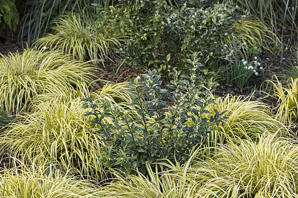 651516 - Sweet box (Sarcococca confusa)