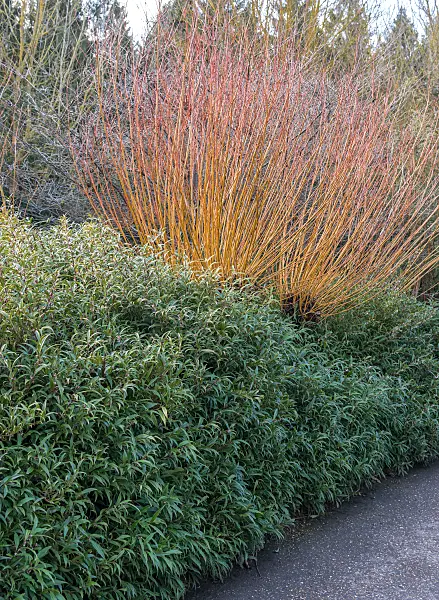 675371 - Sweet box (Sarcococca hookeriana)