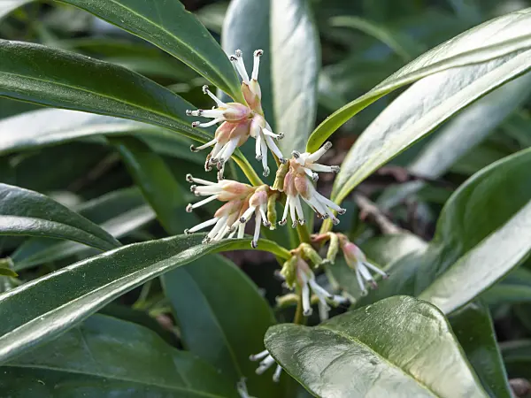457020 - Sweet box (Sarcococca hookeriana var. humilis)
