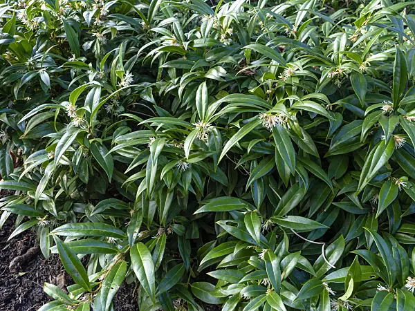457021 - Sweet box (Sarcococca hookeriana var. humilis)