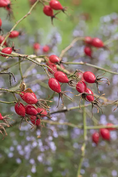 616341 - Sweet briar (Rosa rubiginosa)