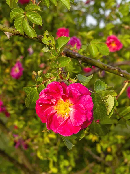 460170 - Sweet briar (Rosa rubiginosa 'Edith Bellenden')