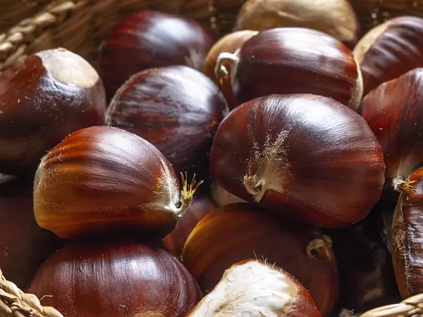 442034 - Sweet chestnut (Castanea sativa)