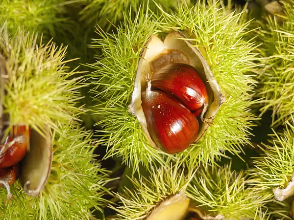 524232 - Sweet chestnut (Castanea sativa)
