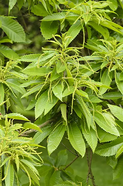 533244 - Sweet chestnut (Castanea sativa)
