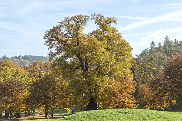 651151 - Sweet chestnut (Castanea sativa)