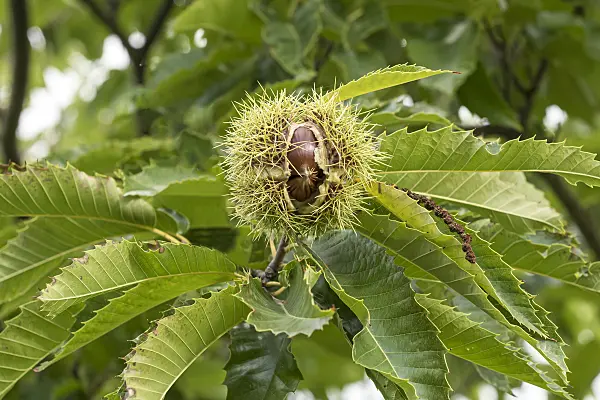 625135 - Sweet chestnut (Castanea sativa 'Bouche Rouge')