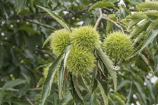 635023 - Sweet chestnut (Castanea sativa 'Marigoule')