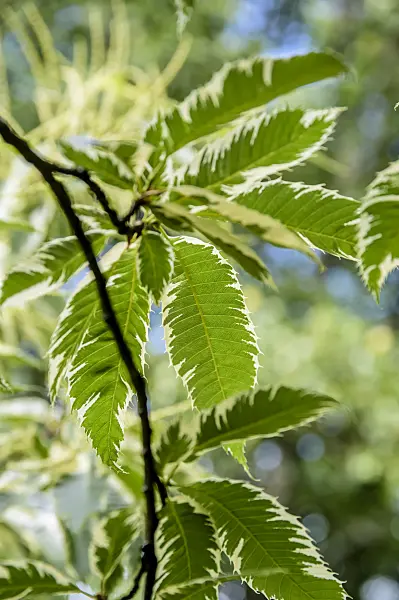 593045 - Sweet chestnut (Castanea sativa 'Variegata')