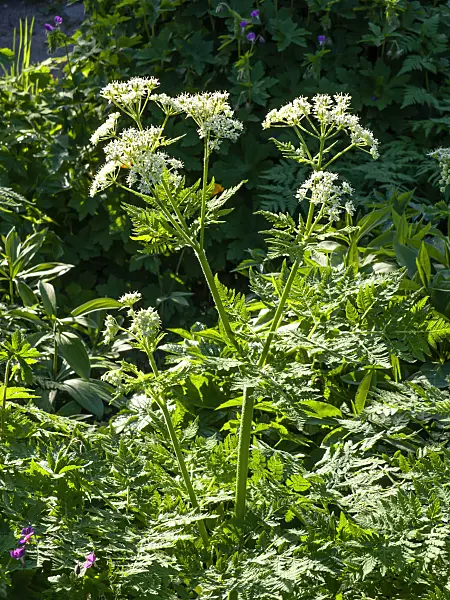 460042 - Sweet cicely (Myrrhis odorata)