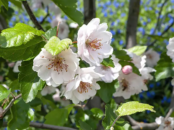 437449 - Sweet crab apple (Malus coronaria 'Charlotte')