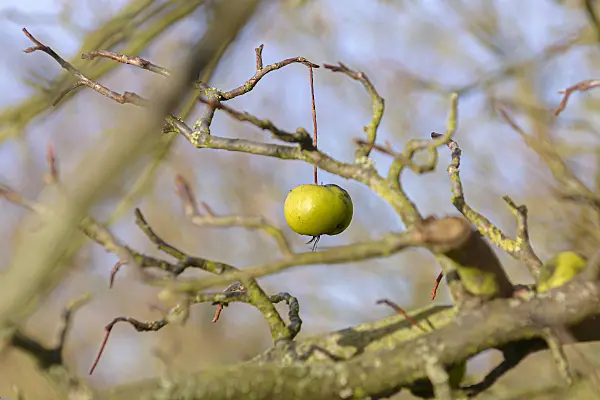 607157 - Sweet crab apple (Malus coronaria 'Nieuwlandiana')