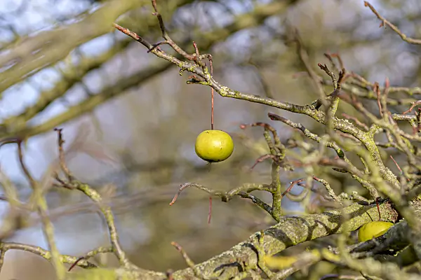 607158 - Sweet crab apple (Malus coronaria 'Nieuwlandiana')