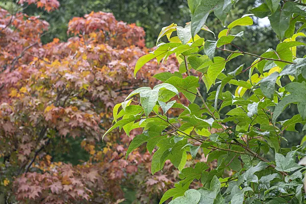 616252 - Sweet gum (Liquidambar acalycina)
