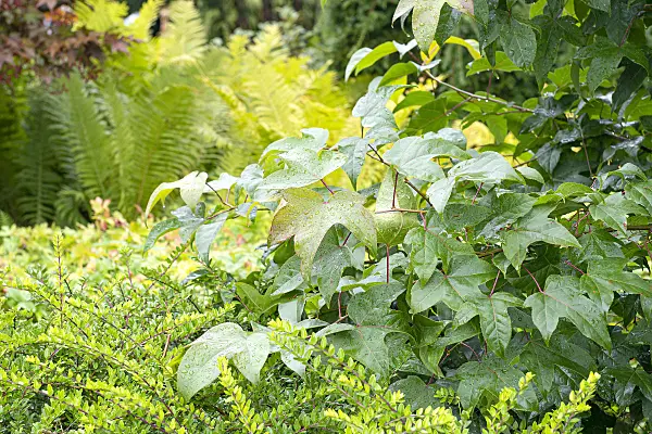 616254 - Sweet gum (Liquidambar acalycina)