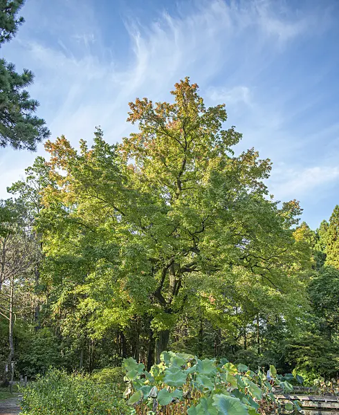 616256 - Sweet gum (Liquidambar formosana)