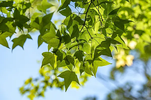 616257 - Sweet gum (Liquidambar formosana)