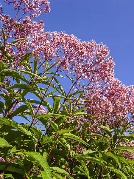 404036 - Sweet Joe-Pye weed (Eupatorium maculatum 'Glutball' syn. Eutrochium maculatum 'Glutball')