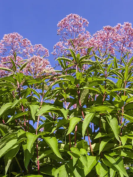 404037 - Sweet Joe-Pye weed (Eupatorium maculatum 'Glutball' syn. Eutrochium maculatum 'Glutball')