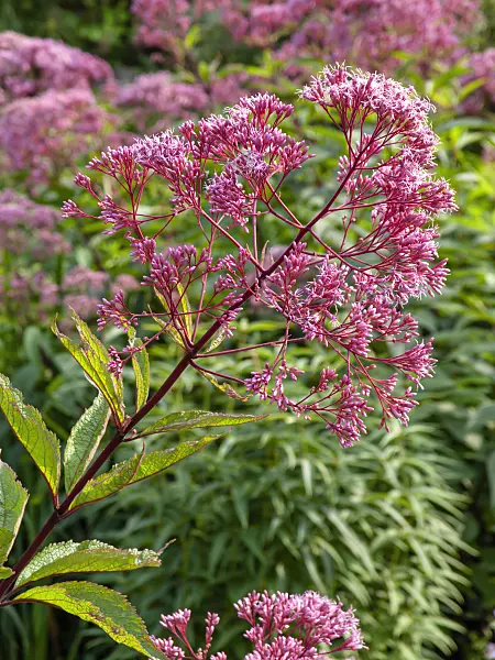 428232 - Sweet Joe-Pye weed (Eupatorium maculatum 'Glutball' syn. Eutrochium maculatum 'Glutball')
