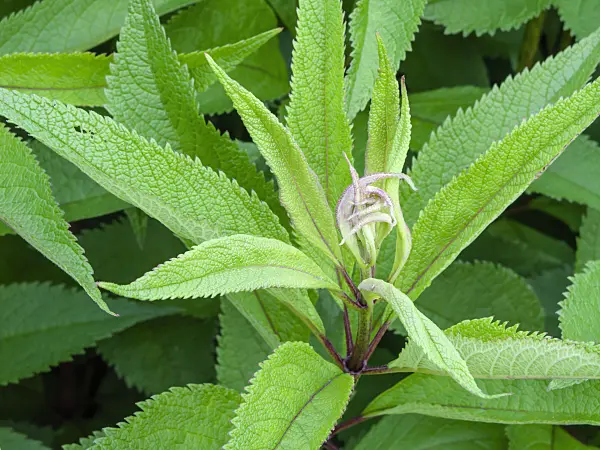 461110 - Sweet Joe-Pye weed (Eupatorium maculatum 'Glutball' syn. Eutrochium maculatum 'Glutball')