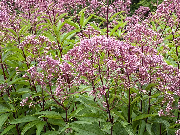 463014 - Sweet Joe-Pye weed (Eupatorium maculatum 'Glutball' syn. Eutrochium maculatum 'Glutball')