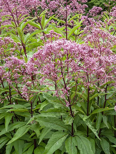 463015 - Sweet Joe-Pye weed (Eupatorium maculatum 'Glutball' syn. Eutrochium maculatum 'Glutball')