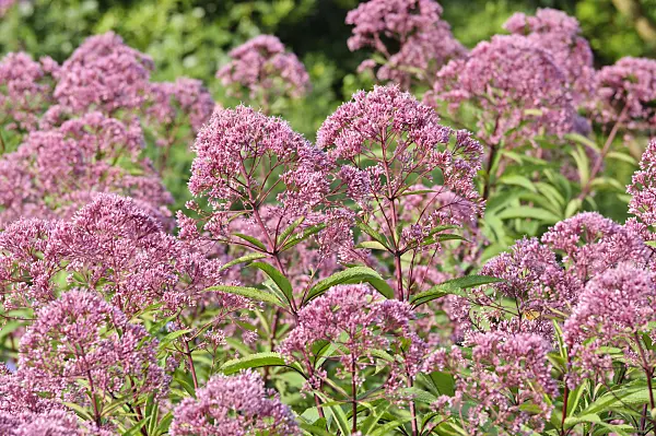 475115 - Sweet Joe-Pye weed (Eupatorium maculatum 'Glutball' syn. Eutrochium maculatum 'Glutball')