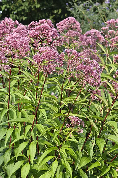 475117 - Sweet Joe-Pye weed (Eupatorium maculatum 'Glutball' syn. Eutrochium maculatum 'Glutball')