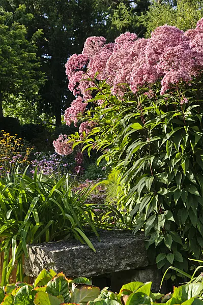 488034 - Sweet Joe-Pye weed (Eupatorium maculatum 'Glutball' syn. Eutrochium maculatum 'Glutball')