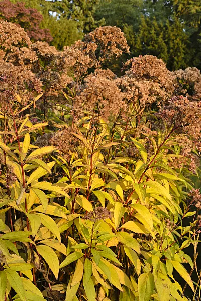 489066 - Sweet Joe-Pye weed (Eupatorium maculatum 'Glutball' syn. Eutrochium maculatum 'Glutball')