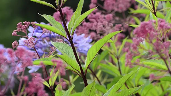 498356 - Sweet Joe-Pye weed (Eupatorium maculatum 'Glutball' syn. Eutrochium maculatum 'Glutball')