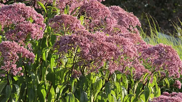 499097 - Sweet Joe-Pye weed (Eupatorium maculatum 'Glutball' syn. Eutrochium maculatum 'Glutball')