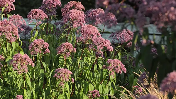 499100 - Sweet Joe-Pye weed (Eupatorium maculatum 'Glutball' syn. Eutrochium maculatum 'Glutball')