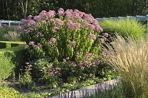 499094 - Sweet Joe-Pye weed (Eupatorium maculatum 'Glutball' syn. Eutrochium maculatum 'Glutball'), purple cone flower (Echinacea purpurea) and reed grass (Calamagrostis x acutiflora 'Karl Foerster')