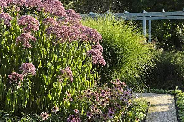 499095 - Sweet Joe-Pye weed (Eupatorium maculatum 'Glutball' syn. Eutrochium maculatum 'Glutball'), purple cone flower (Echinacea purpurea) and Chinese silver grass (Miscanthus sinensis 'Gracillimus')