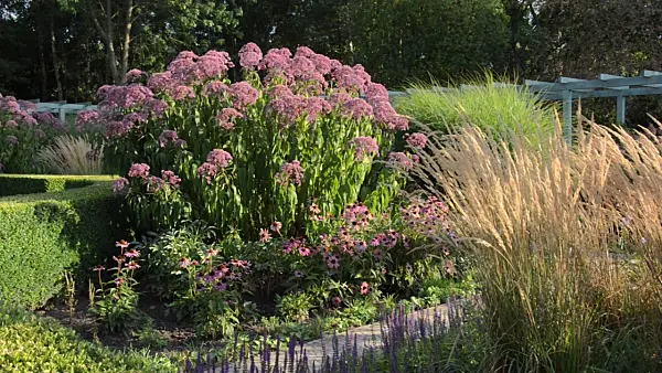 499096 - Sweet Joe-Pye weed (Eupatorium maculatum 'Glutball' syn. Eutrochium maculatum 'Glutball'), purple cone flower (Echinacea purpurea) and reed grass (Calamagrostis x acutiflora 'Karl Foerster')