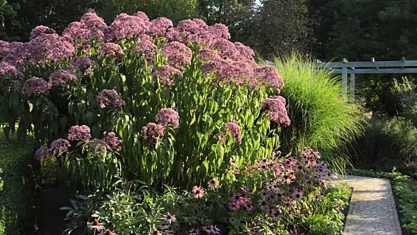 499098 - Sweet Joe-Pye weed (Eupatorium maculatum 'Glutball' syn. Eutrochium maculatum 'Glutball'), purple cone flower (Echinacea purpurea) and Chinese silver grass (Miscanthus sinensis 'Gracillimus')