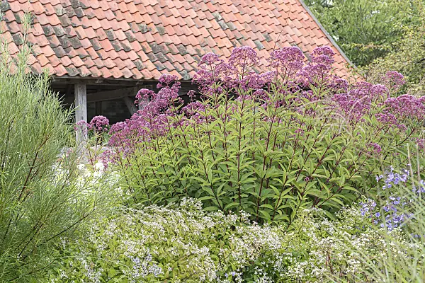651252 - Sweet Joe-Pye weed (Eupatorium maculatum 'Riesenschirm' syn. Eutrochium maculatum 'Riesenschirm')