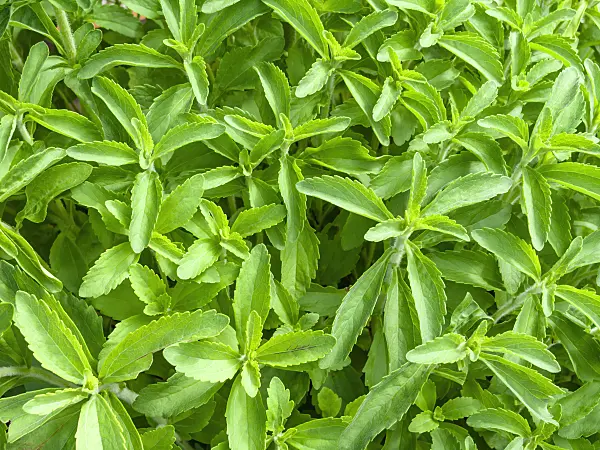 450030 - Sweet leaf of Paraguay (Stevia rebaudiana)
