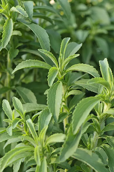 476017 - Sweet leaf of Paraguay (Stevia rebaudiana)