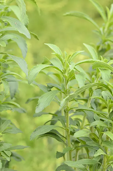 536175 - Sweet leaf of Paraguay (Stevia rebaudiana)