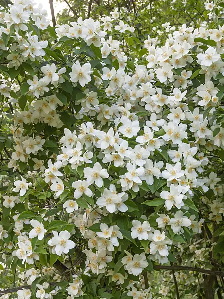 438258 - Sweet mock orange (Philadelphus coronarius)